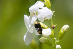 Brachygastra scutellaris