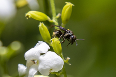 Brachygastra scutellaris