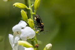 Brachygastra scutellaris