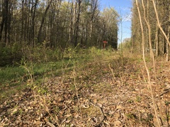 Pleuridium subulatum