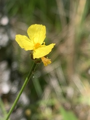 Xyris baldwiniana