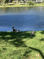 Anas platyrhynchos domesticus