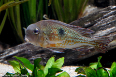 Lemonade Cichlid photo 1