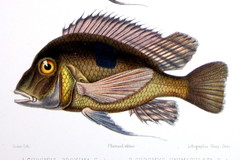 Lemonade Cichlid photo 4