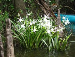 Hymenocallis choctawensis