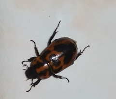 Cyclocephala