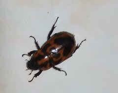 Cyclocephala