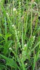 Myosotis verna