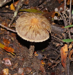 Lacrymaria asperospora