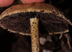 Lacrymaria asperospora