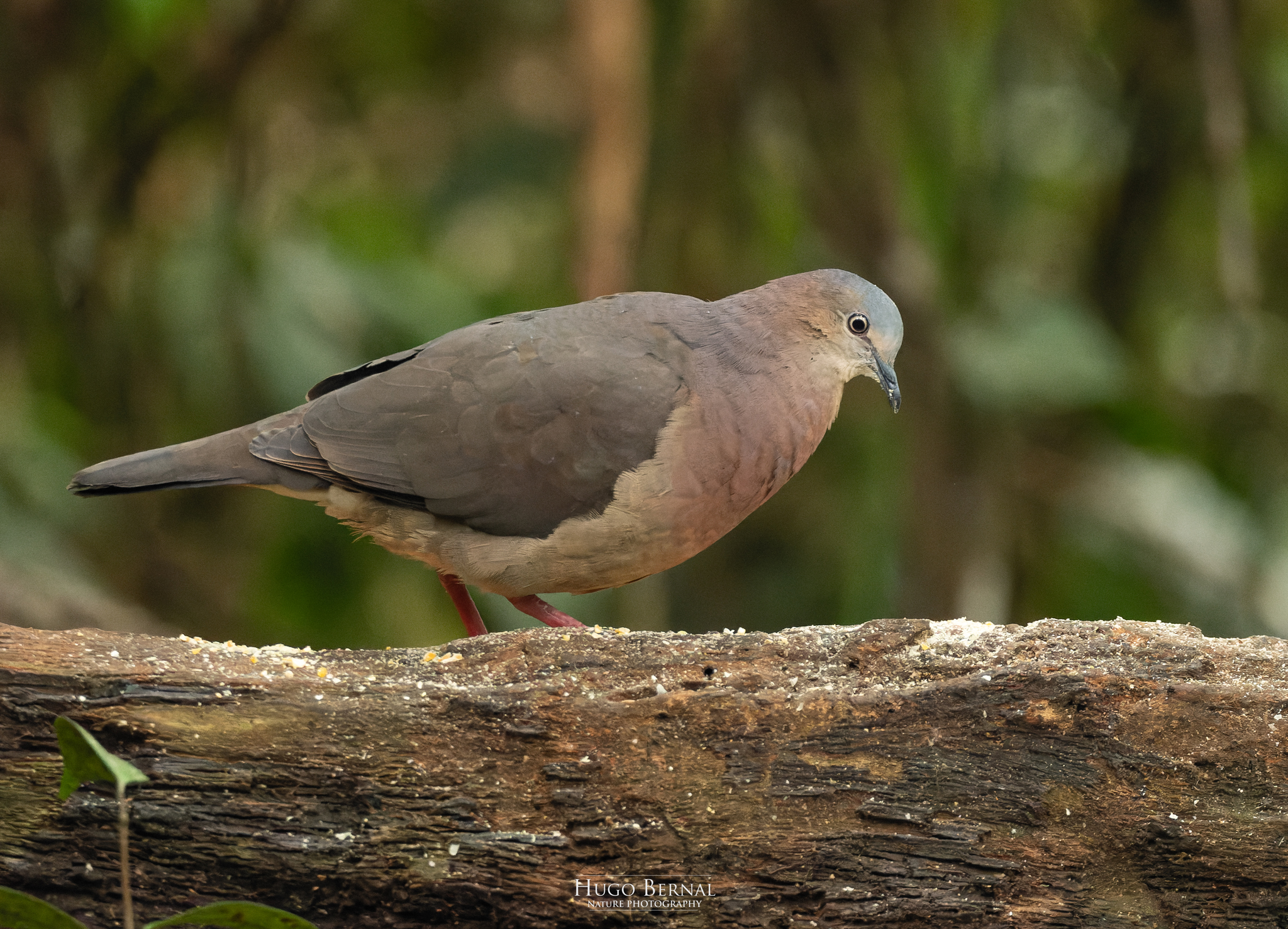 Tolima Dove (Leptotila conoveri), photo 9