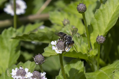 Leptorachis