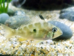 Threadfin Acara photo 3