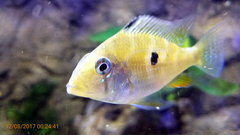 Threadfin Acara photo 4
