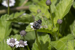 Leptorachis