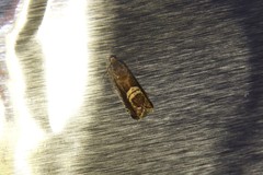 Grapholita interstinctana