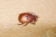 Odonteus