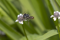 Leptorachis