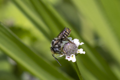 Leptorachis