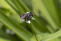 Leptorachis