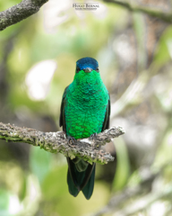 Saucerottia cyanifrons