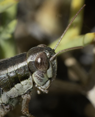 Dichroplus elongatus