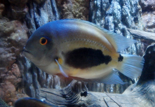 triangle cichlid