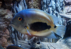 Triangle Cichlid photo 1