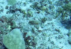 Cephalopholis urodeta