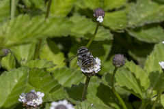 Leptorachis