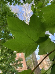 Acer pseudoplatanus