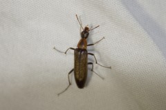 Cephaloon lepturides