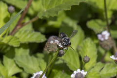 Leptorachis