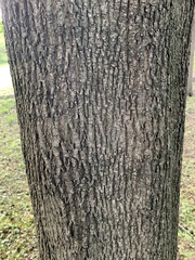 Acer saccharum