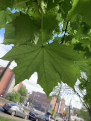 Acer saccharum