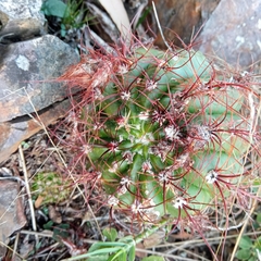 Parodia ottonis