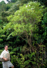 Veronica flavida