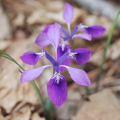 Iris rossii