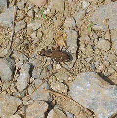 Cicindela gemmata