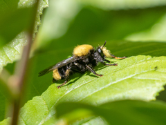 Laphria sackeni