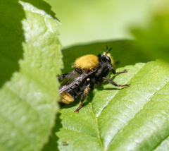 Laphria sackeni