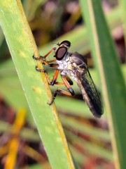 Ommatius floridensis