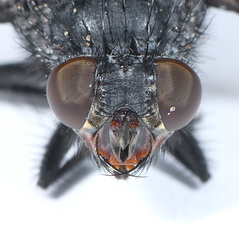 Calliphora latifrons