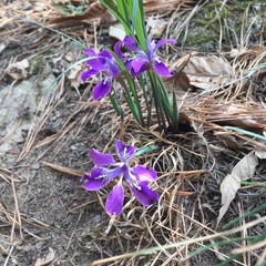 Iris rossii