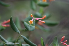 Lonicera arizonica