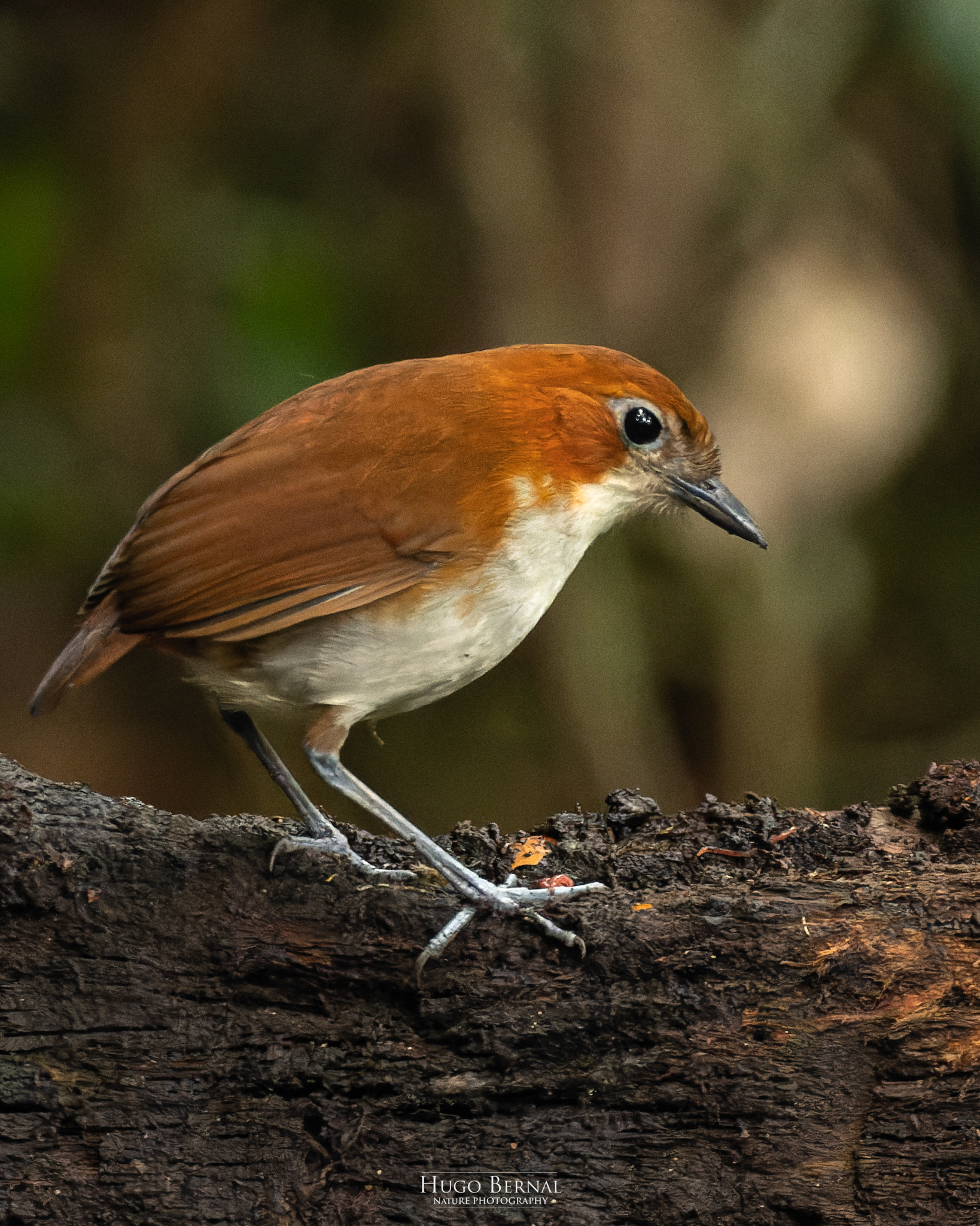 White-bellied Antpitta (Grallaria hypoleuca), photo 9