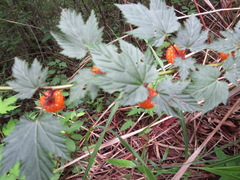 Rubus palmatus coptophyllus