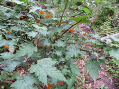 Rubus palmatus coptophyllus