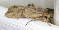 Lithophane hemina