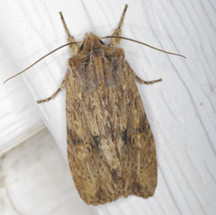 Lithophane hemina